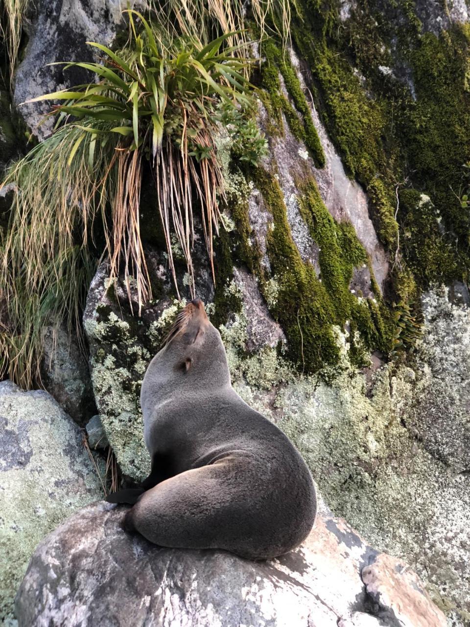 Milford Sound Overnight Cruise - Fiordland Discovery Exterior foto